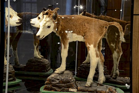 Das doppelköpfige Kalb ist das bekannteste Exponat.