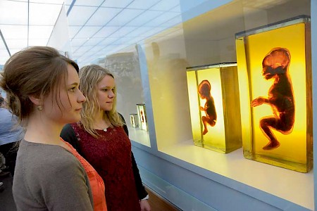 Wie groß ist ein Embryo im Alter von drei Monaten?