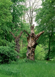 Friedwald Pansewitz auf der Insel Rügen